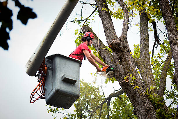  , USA Tree Services Pros